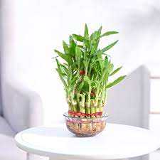 Lucky Bamboo Plant